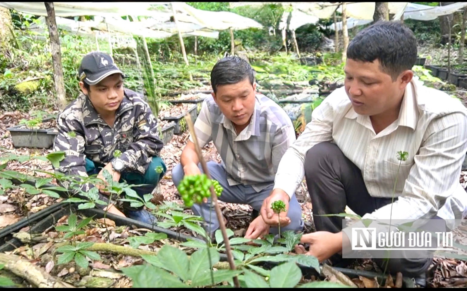 Hơn 2.000 hộ dân Xê Đăng thoát nghèo nhờ sở hữu 