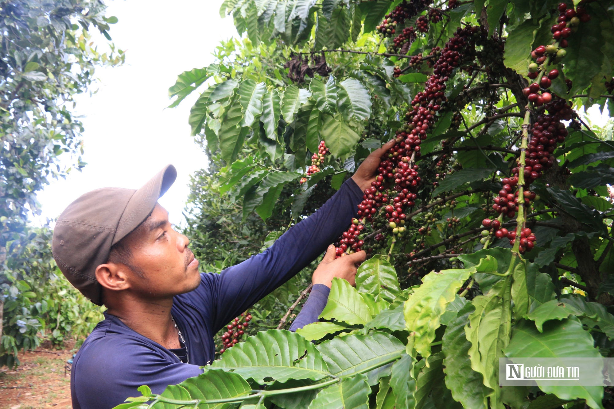 Giá cà phê liên tục tăng cao: Nông dân cần thu hái thế nào để đảm bảo chất lượng?- Ảnh 2.