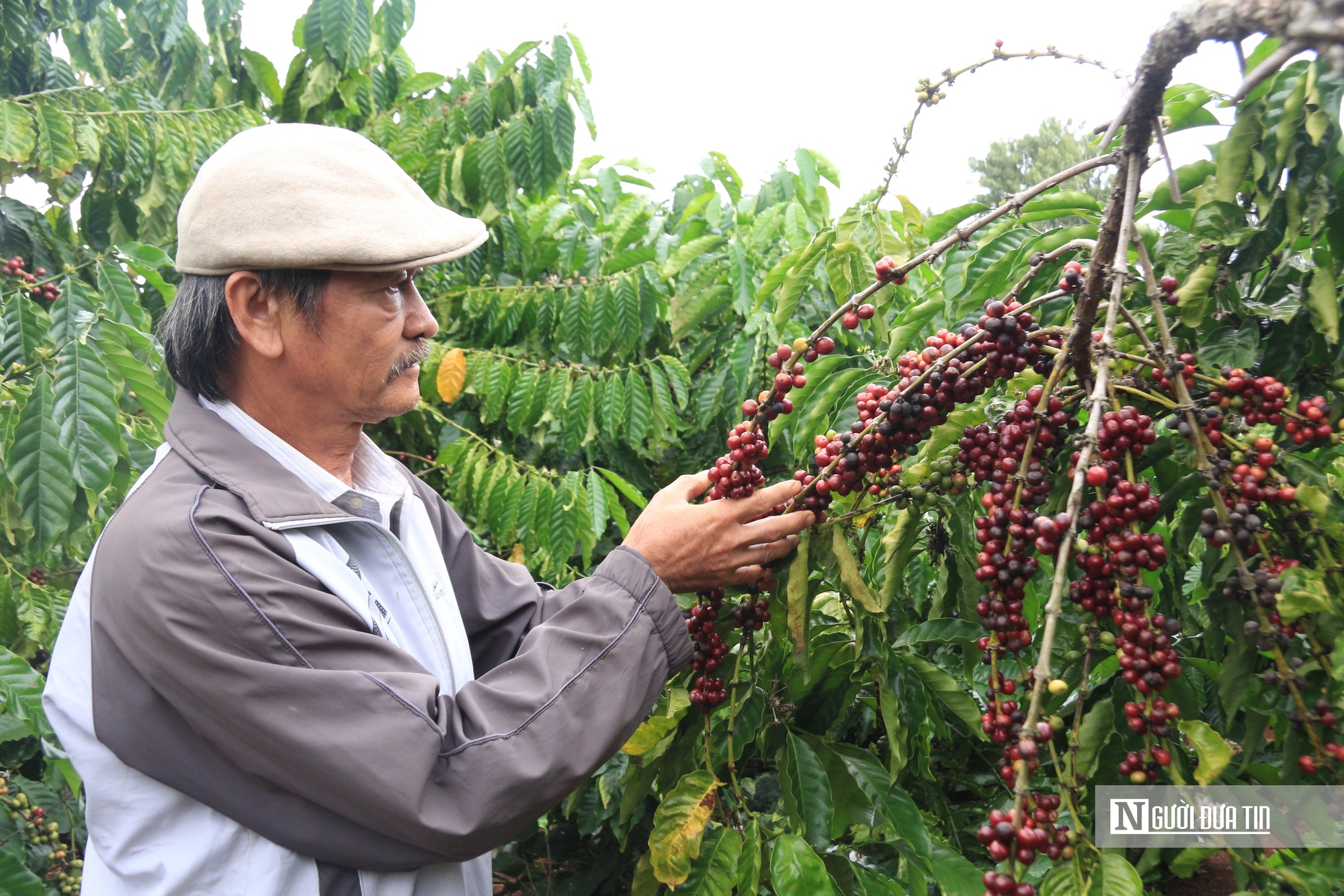 Giá cà phê liên tục tăng cao: Nông dân cần thu hái thế nào để đảm bảo chất lượng?- Ảnh 5.