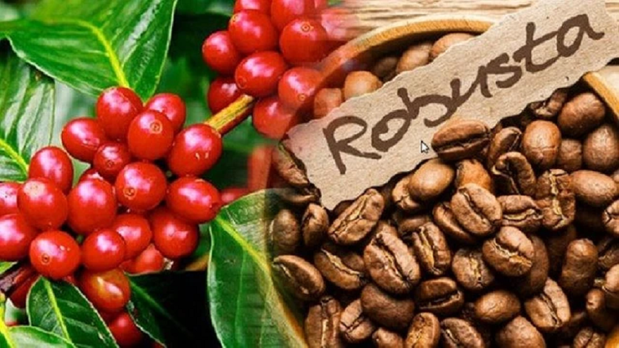 Cà phê Robusta “dậy sóng” với giá đạt kỷ lục mới- Ảnh 1.