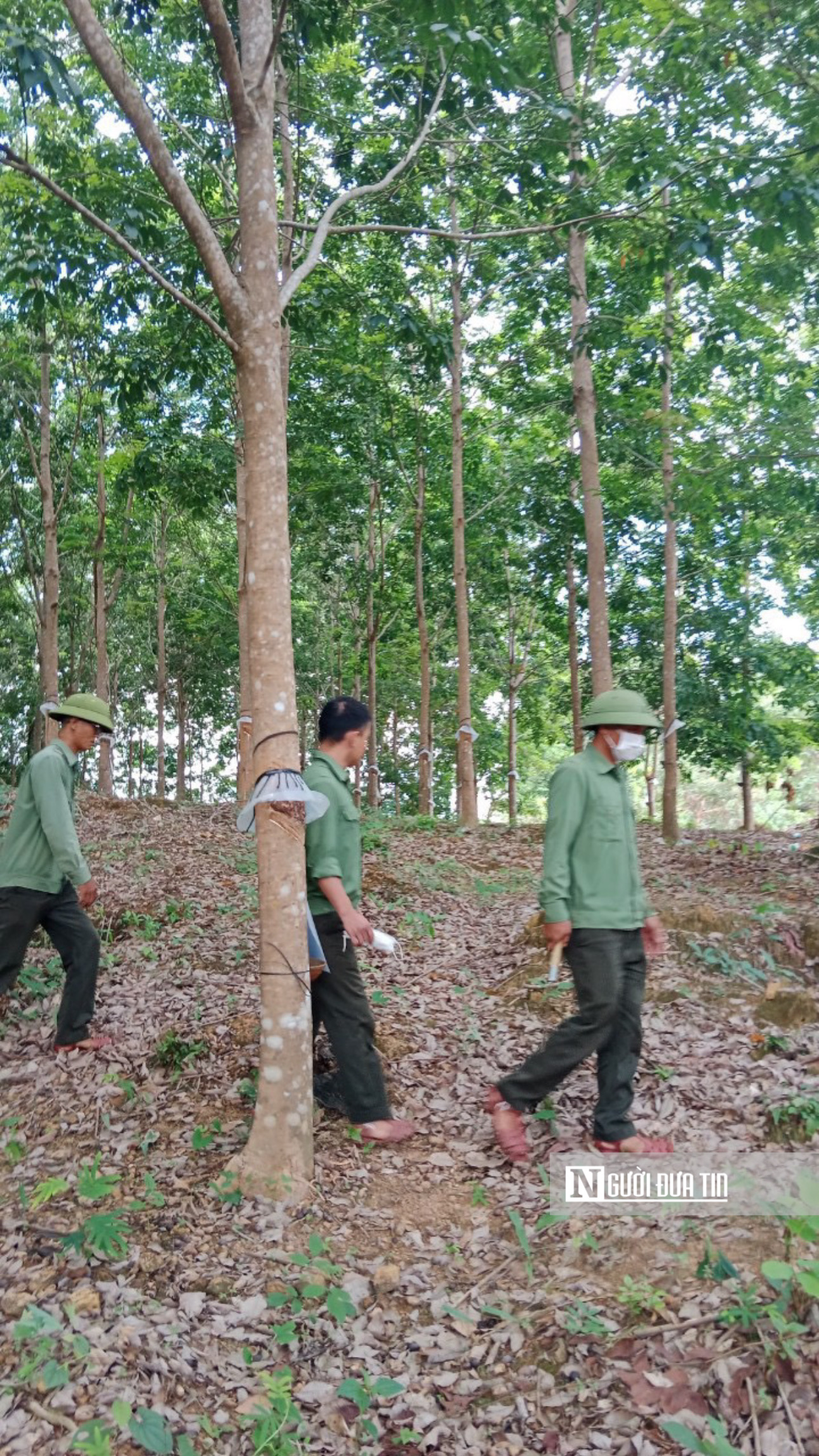 Gia Lai: UBND tỉnh chỉ đạo xác minh vụ 359 ha cao su vô chủ trên đất rừng- Ảnh 1.