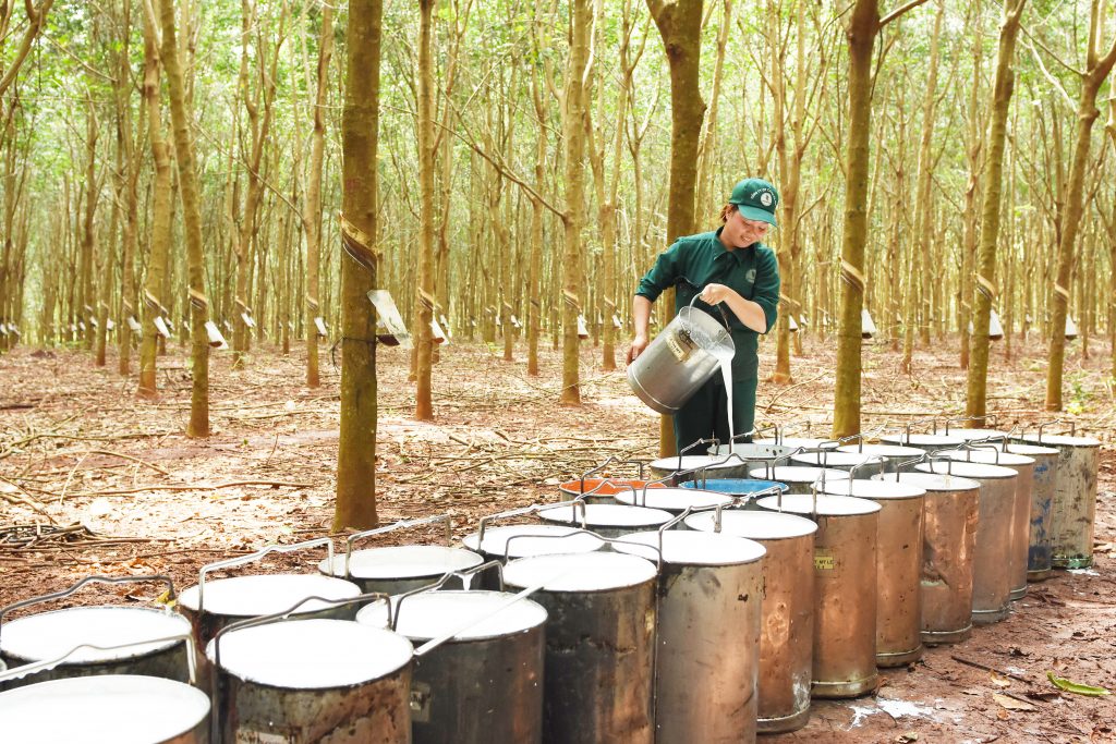 Giá nông sản 11/7: Cao su đồng loạt tăng, sầu riêng nghịch vụ giá cao- Ảnh 2.