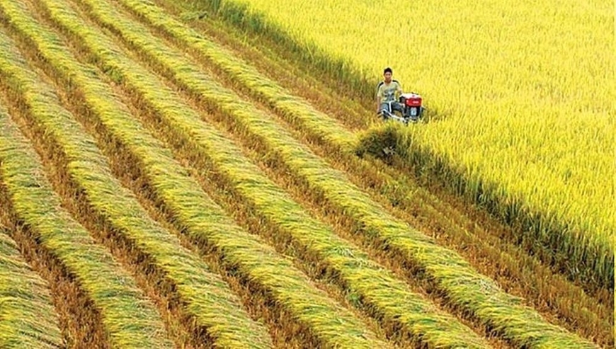 Giá nông sản 11/7: Cao su đồng loạt tăng, sầu riêng nghịch vụ giá cao- Ảnh 4.