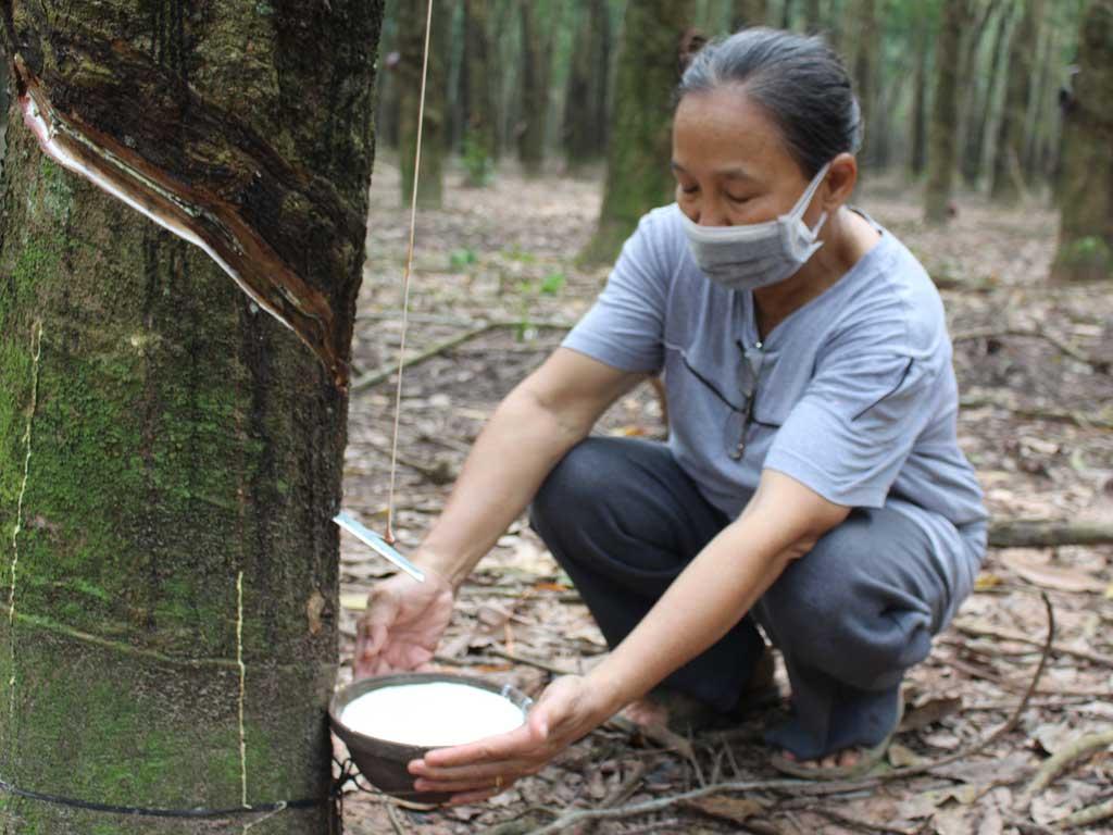 Giá nông sản 14/7: Hồ tiêu duy trì ổn định, lúa đi ngang, gạo giảm nhẹ- Ảnh 4.