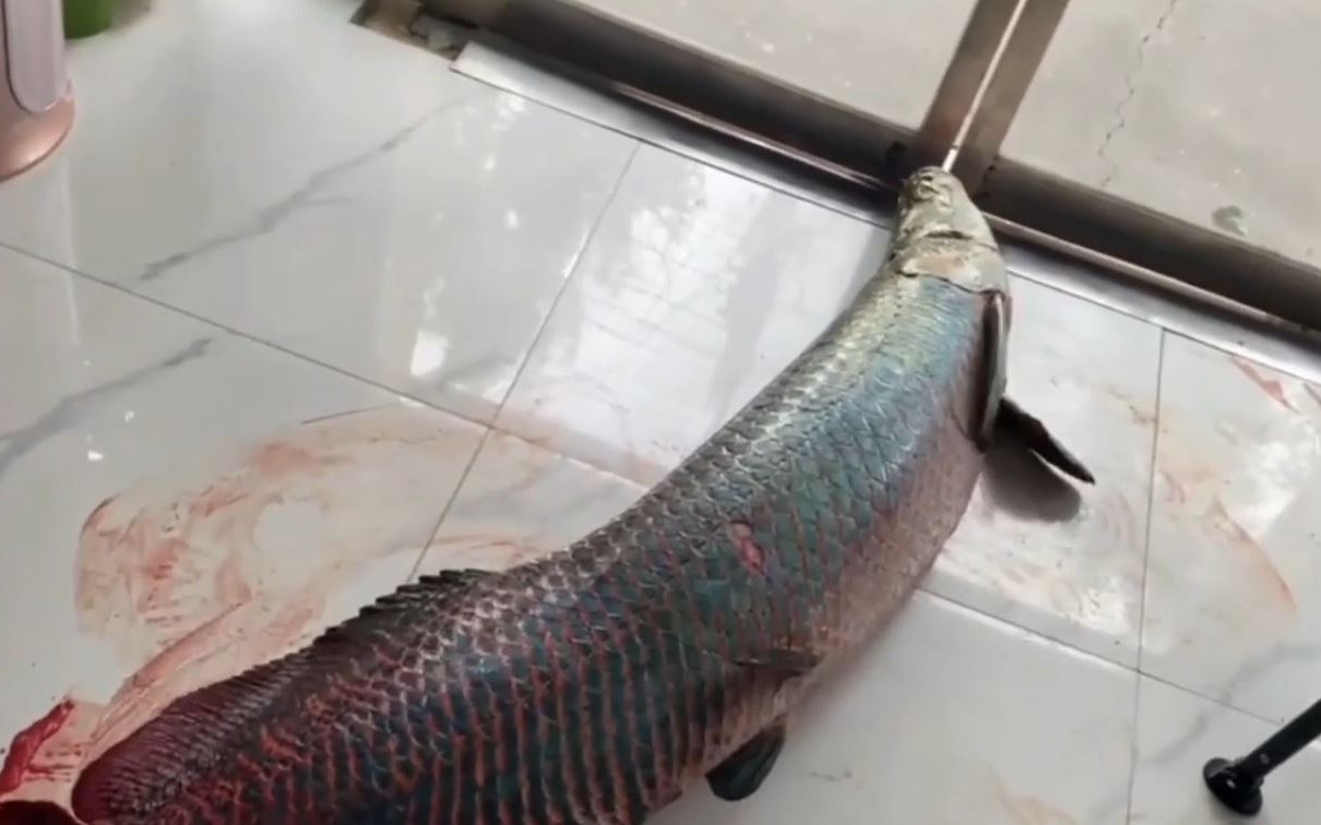 Khoảnh khắc kinh hoàng bể cá khổng lồ trong nhà hàng bất ngờ vỡ vụn - Ảnh 4.
