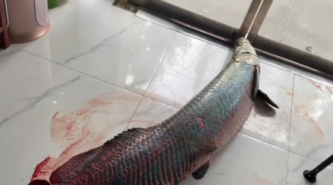 Nhảy khỏi bể, cá hải tượng long dài 1,8 mét chết thảm- Ảnh 1. Nhảy khỏi bể, cá hải tượng long dài 1,8 mét chết thảm- Ảnh 1.