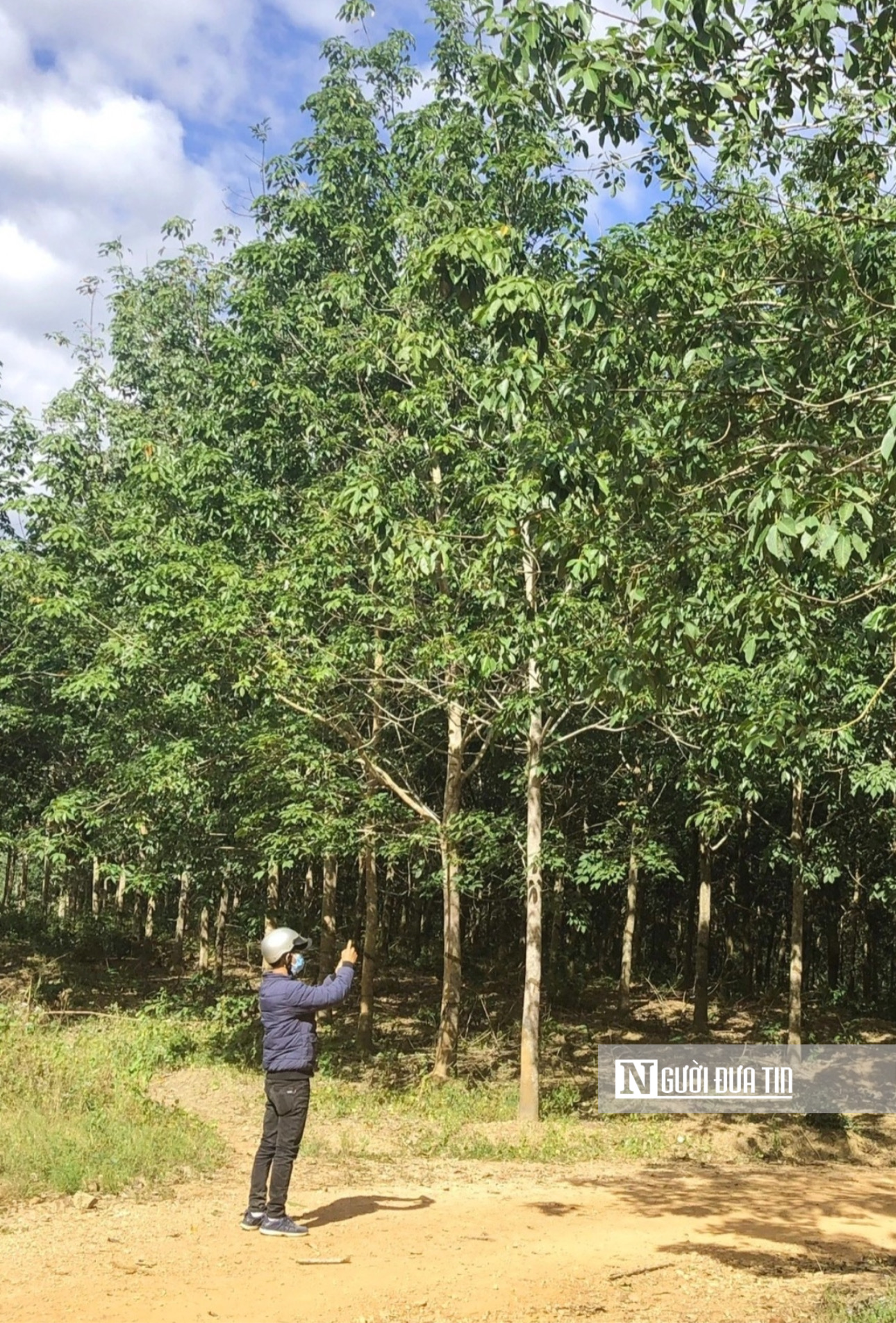 Gia Lai: Thông tin mới vụ hàng trăm ha cao su vô chủ trên đất rừng- Ảnh 1.