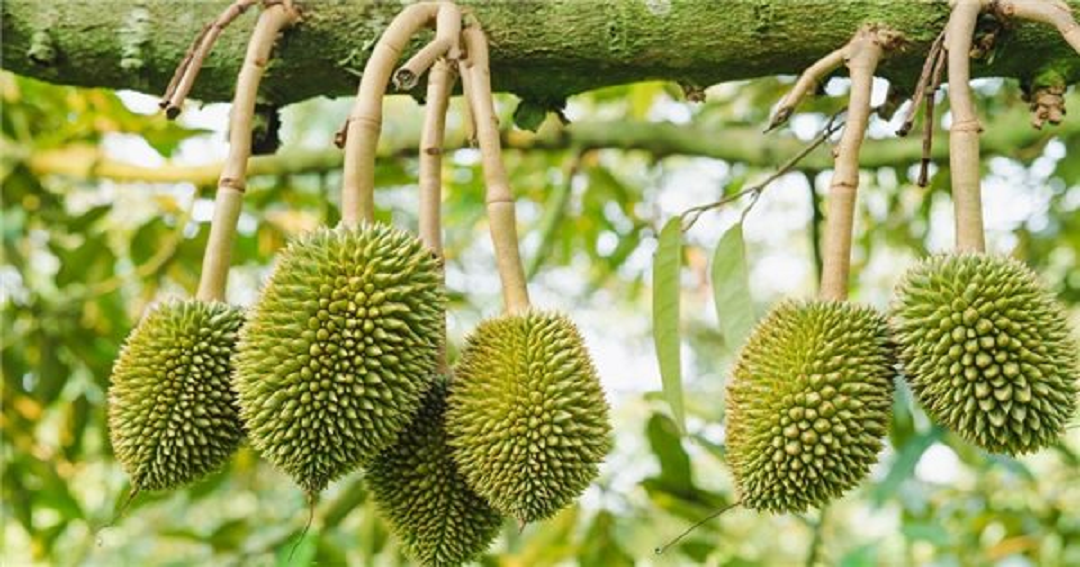 Anh nông dân nhẹ nhàng đút túi 8 tỷ đồng nhờ trồng cây "ngả theo chiều gió"- Ảnh 2. Anh nông dân nhẹ nhàng đút túi 8 tỷ đồng nhờ trồng cây "ngả theo chiều gió"- Ảnh 2.