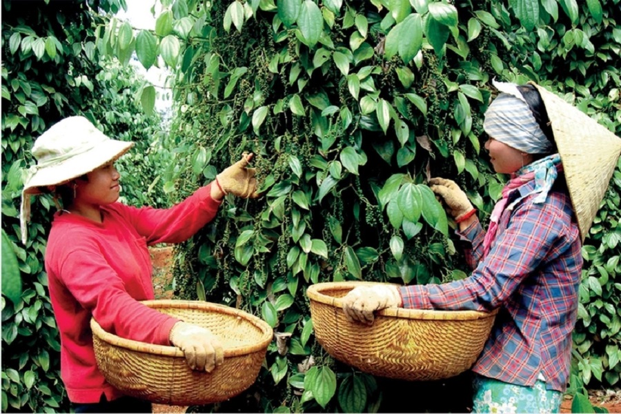 Giá nông sản 19/7: Lúa gạo đi ngang, cà phê xuất khẩu giảm sâu- Ảnh 2.