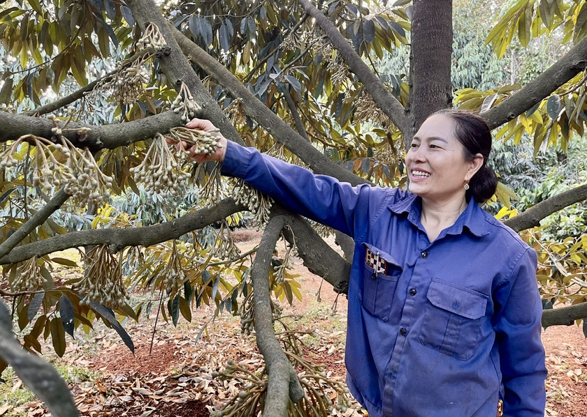 Anh nông dân nhẹ nhàng đút túi 8 tỷ đồng nhờ trồng cây "ngả theo chiều gió"- Ảnh 4. Anh nông dân nhẹ nhàng đút túi 8 tỷ đồng nhờ trồng cây "ngả theo chiều gió"- Ảnh 4.