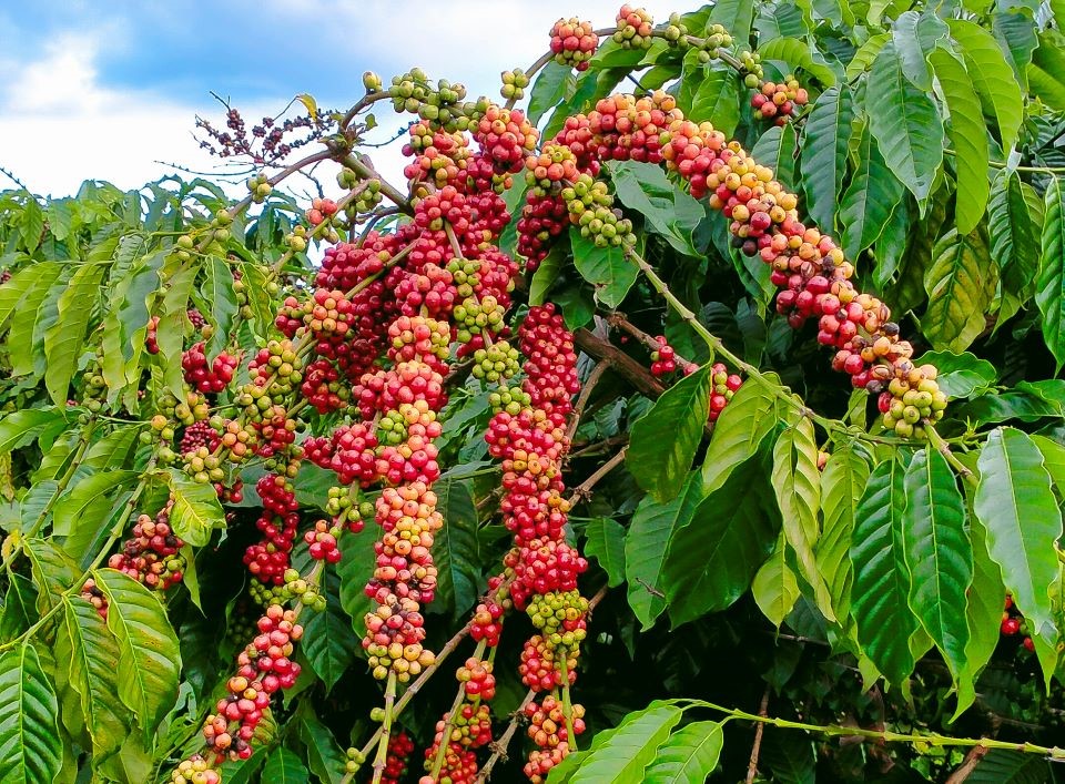 Giá nông sản 20/7: Giá cao su tăng nhẹ, hồ tiêu đồng loạt giảm- Ảnh 1.