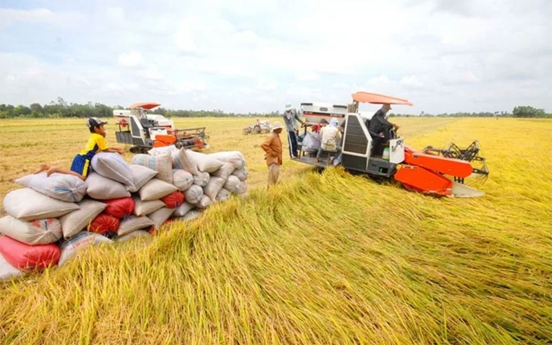 Giá nông sản 21/7: Gạo điều chỉnh tăng nhẹ, cà phê trong nước duy trì ổn định- Ảnh 3.