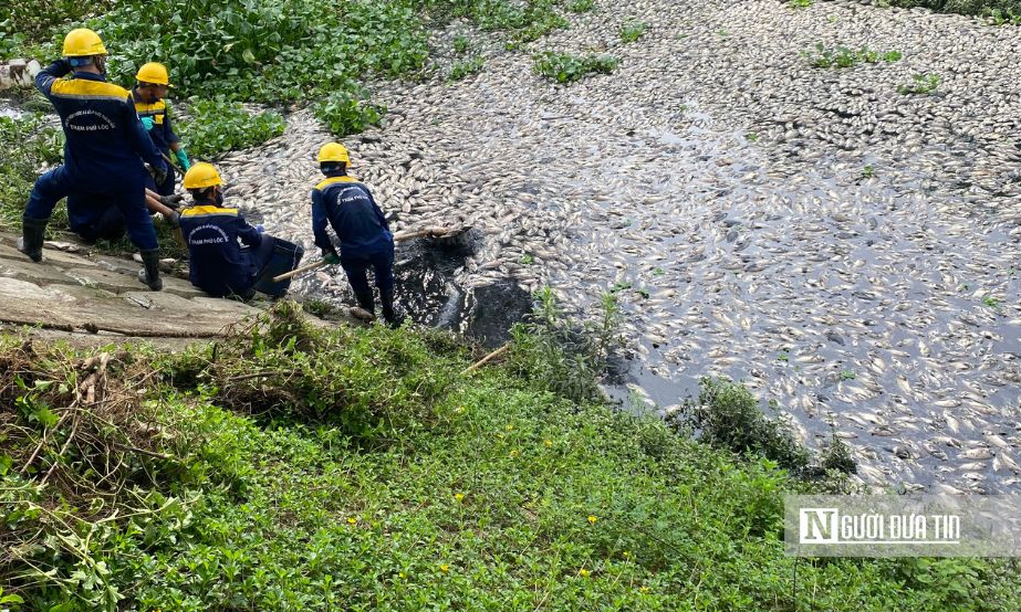 Công nhân thực hiện trục vớt cá trên hồ và các kênh tại quận Liên Chiểu.