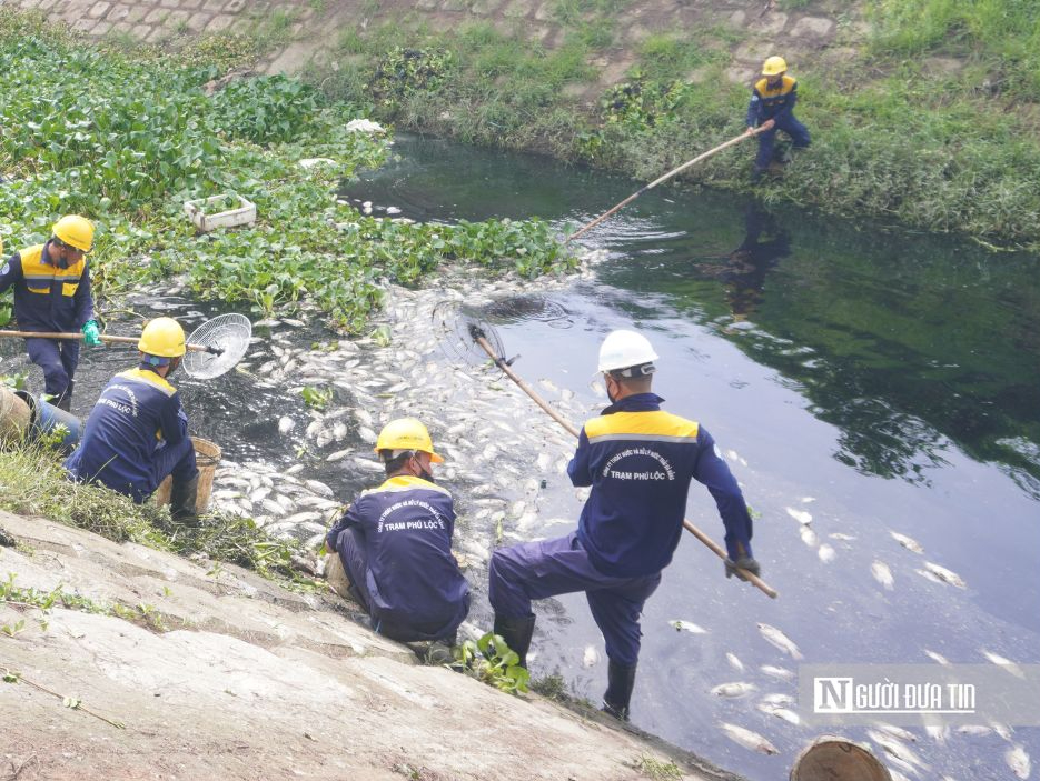 Cá chết được trục vớt sẽ được đưa lên bãi rác Khánh Sơn xử lý theo đúng quy định.