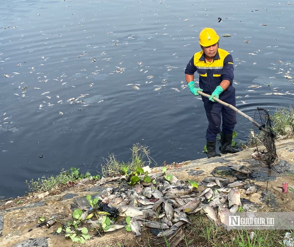 Công nhân thực hiện trục vớt, giúp lượng cá chết trên hồ và kênh giảm nhiều.