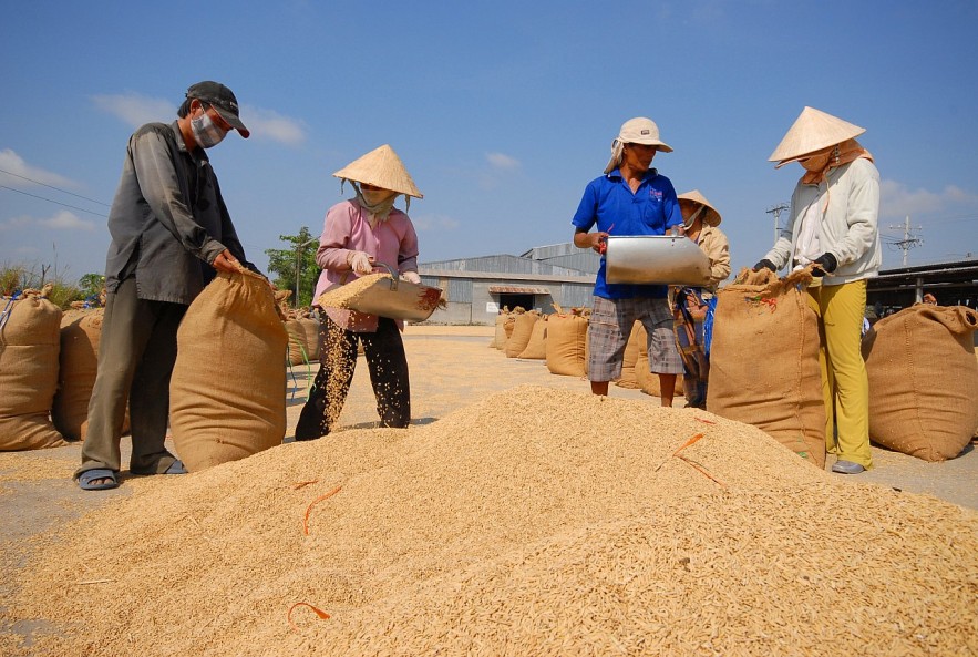 Giá nông sản 23/7: Lúa điều chỉnh giảm nhẹ, cao su biến động trái chiều- Ảnh 3.