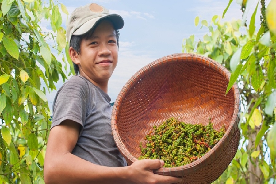 Giá nông sản 25/7: Na bở vào mùa giá cao, hồ tiêu duy trì ổn định- Ảnh 2.