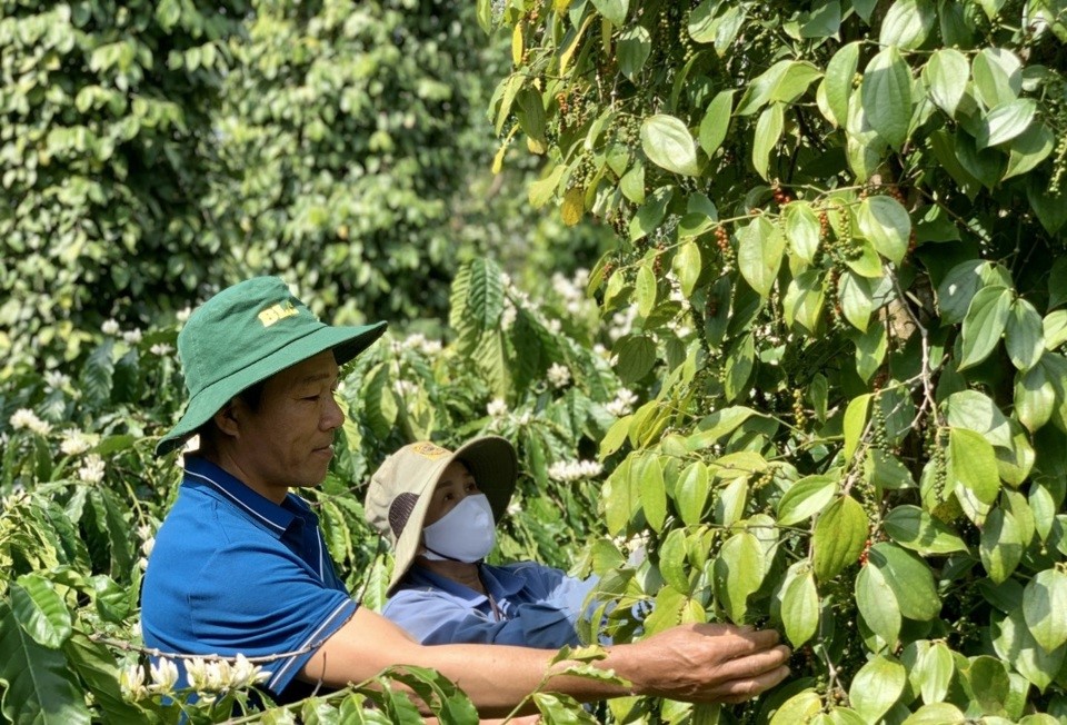 Giá nông sản 28/7: Sầu riêng ổn định, lúa gạo tăng giảm trái chiều- Ảnh 2.