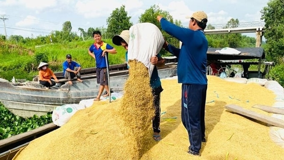 Giá nông sản 29/7: Lúa gạo tăng nhẹ, hồ tiêu xu hướng ổn định- Ảnh 3.