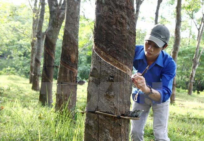 Giá nông sản 30/7: Cà phê tăng nhẹ, cao su biến động trái chiều- Ảnh 3.