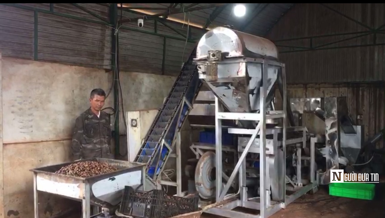 Anh nông dân ươm mầm tre Bắc trên Tây Nguyên, thu tiền tỷ mỗi năm- Ảnh 1.