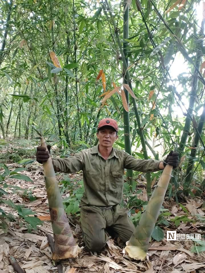 Anh nông dân ươm mầm tre Bắc trên Tây Nguyên, thu tiền tỷ mỗi năm- Ảnh 2.