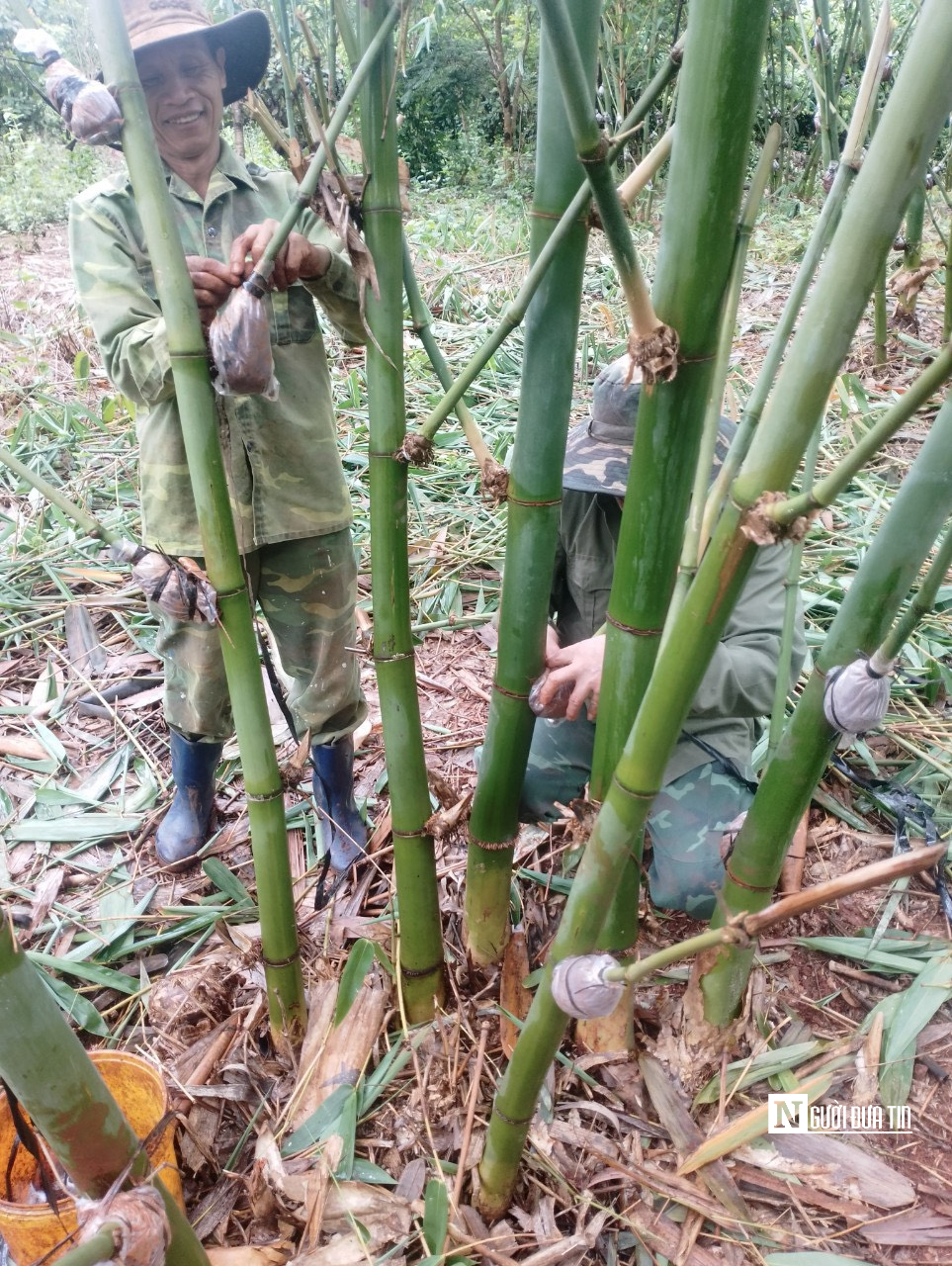 Anh nông dân ươm mầm tre Bắc trên Tây Nguyên, thu tiền tỷ mỗi năm- Ảnh 3.