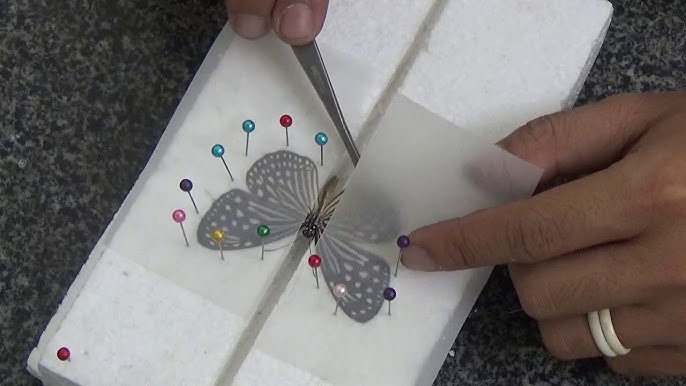 Nam sinh kiếm hàng chục triệu đồng/tháng nhờ thú chơi tiêu bản - Ảnh 1. Nam sinh kiếm hàng chục triệu đồng/tháng nhờ thú chơi tiêu bản - Ảnh 1.