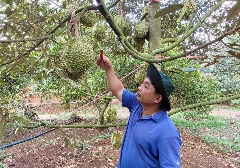 “Hộ chiếu” mã số vùng trồng đưa nông sản Bà Rịa - Vũng Tàu tự tin xuất ngoại- Ảnh 1.