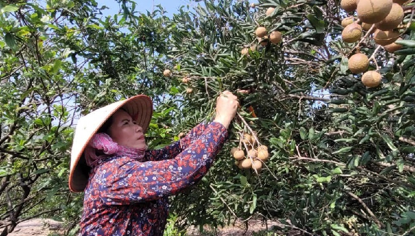 “Hộ chiếu” mã số vùng trồng đưa nông sản Bà Rịa - Vũng Tàu tự tin xuất ngoại- Ảnh 2.