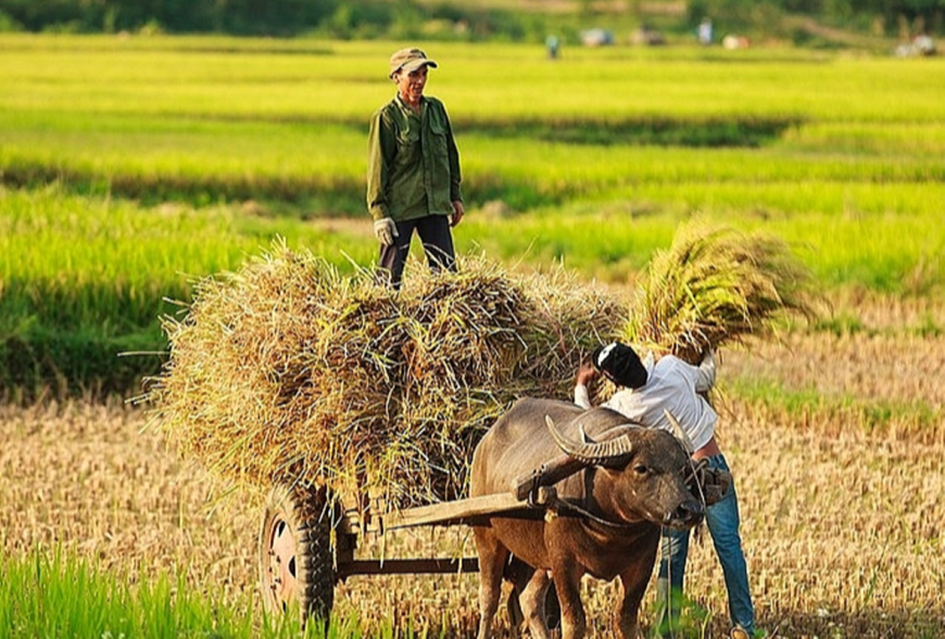 Giá nông sản 1/8: Mít Indonesia giá cao; cao su tăng nhẹ- Ảnh 4.