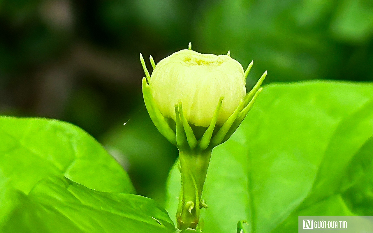 Chiêm ngưỡng vườn cây hoa nhài cổ thụ tại Đồng Nai- Ảnh 8.