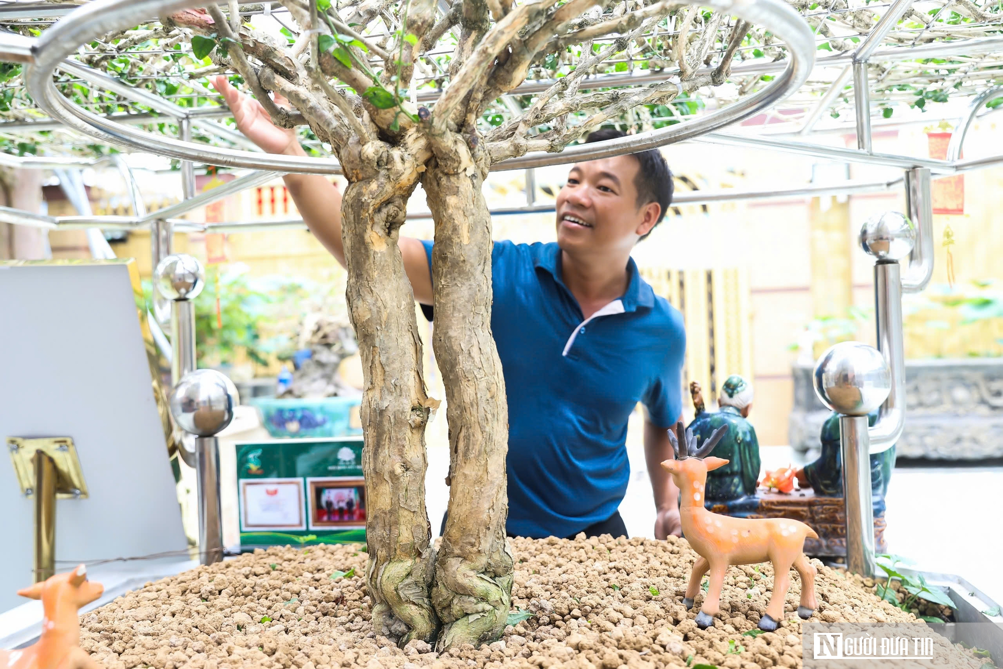 Chiêm ngưỡng vườn cây hoa nhài cổ thụ tại Đồng Nai- Ảnh 17.