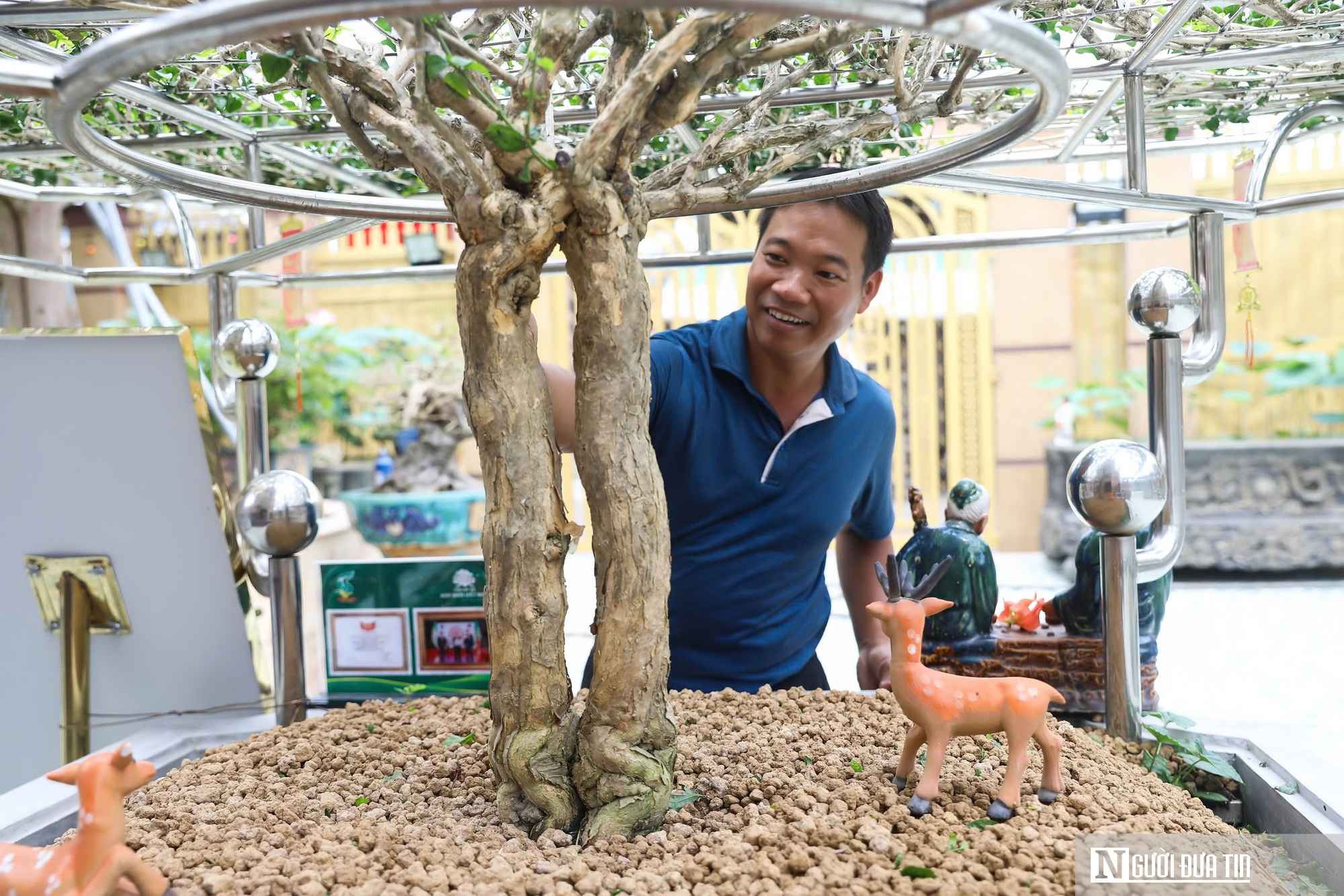 Chiêm ngưỡng vườn cây hoa nhài cổ thụ tại Đồng Nai- Ảnh 18.