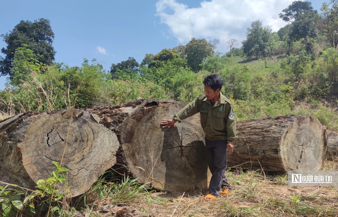 Bất cập trong công tác thu giữ, bảo vệ lâm sản quý- Ảnh 1.