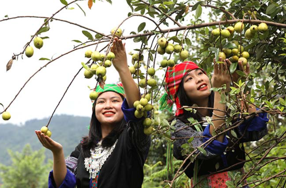 Mù Cang Chải lần đầu tiên tổ chức “Lễ hội Sơn tra” với nhiều hoạt động đặc sắc- Ảnh 1.