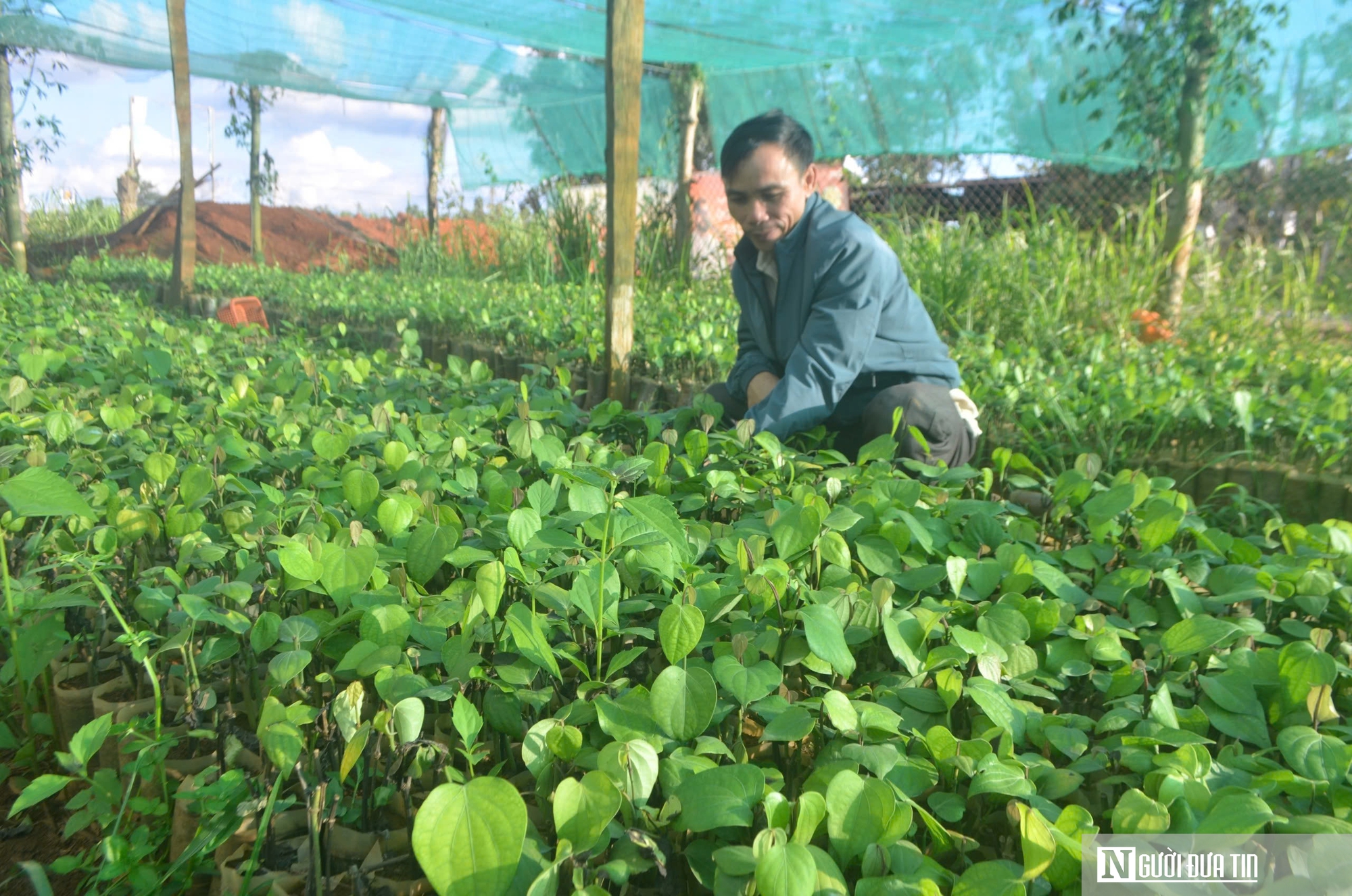 Nhiều tồn tại, hạn chế trong quản lý các cơ sở sản xuất, kinh doanh giống cây trồng ở Đắk Nông- Ảnh 1.