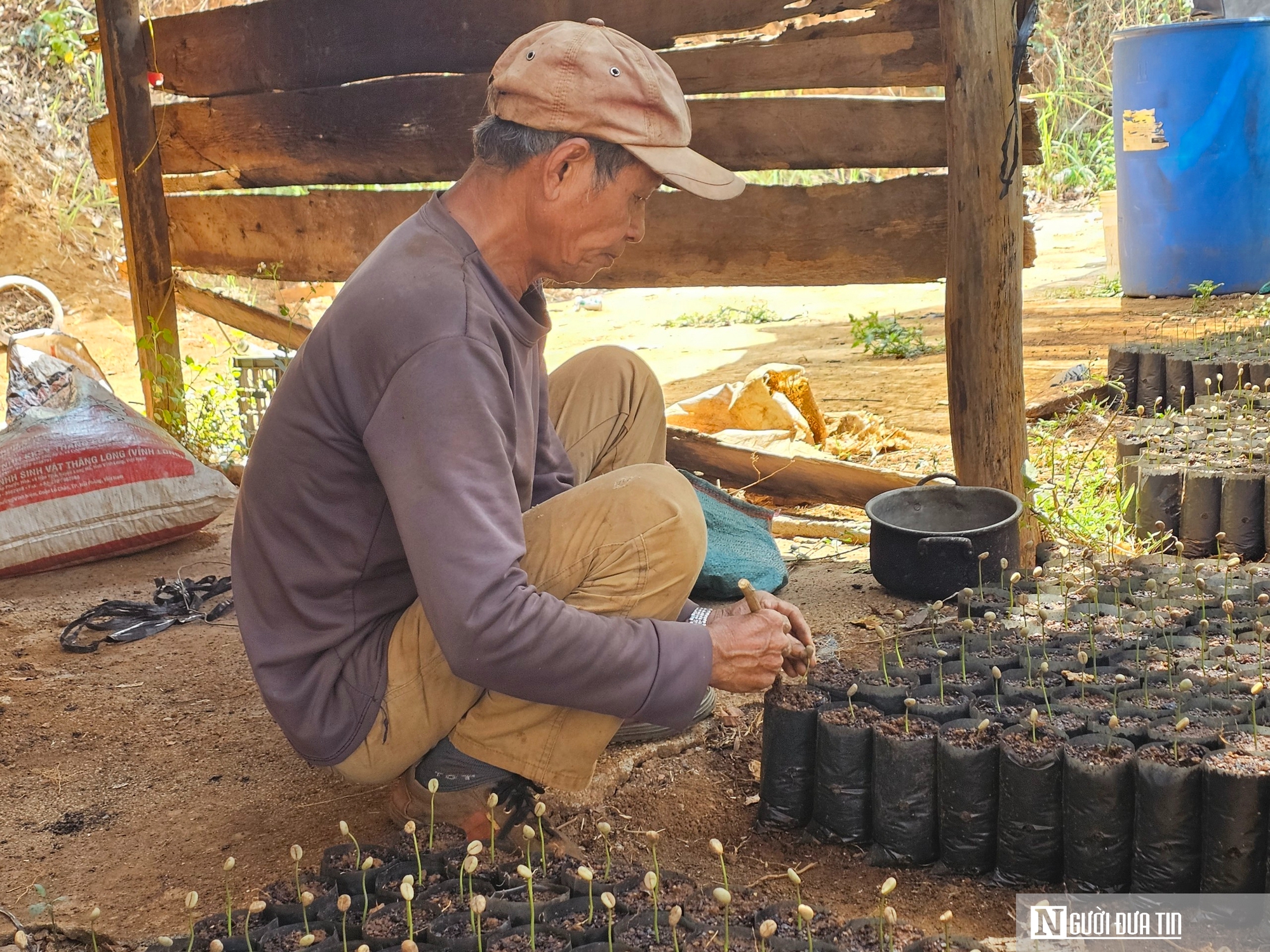 Nhiều tồn tại, hạn chế trong quản lý các cơ sở sản xuất, kinh doanh giống cây trồng ở Đắk Nông- Ảnh 4.