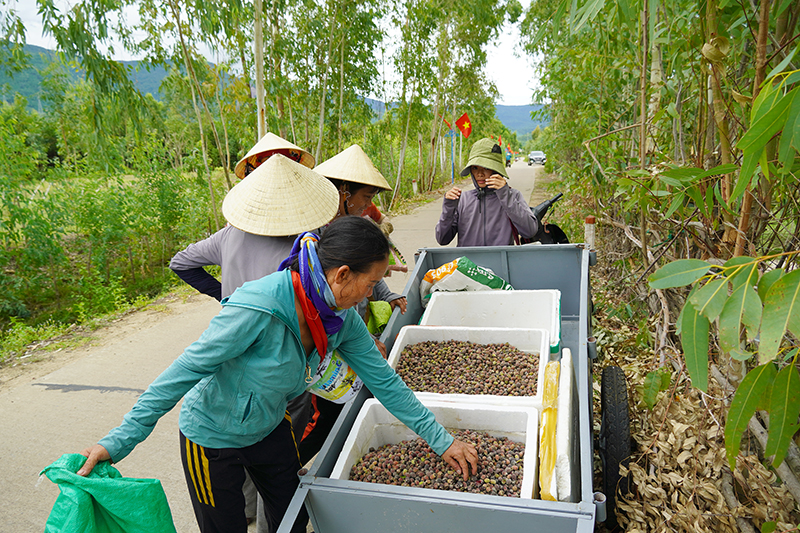 Chuyện những người dân làm giàu nhờ “lộc rừng” trên dãy Hoành Sơn- Ảnh 3.