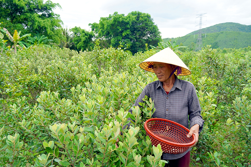 Chuyện những người dân làm giàu nhờ “lộc rừng” trên dãy Hoành Sơn- Ảnh 1.