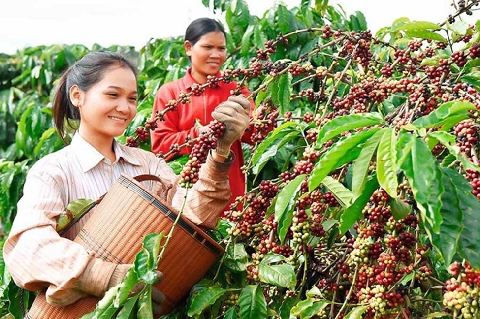 Giá nông sản 17/8: Na Thái được giá, cà phê đồng loạt tăng nhẹ- Ảnh 1.