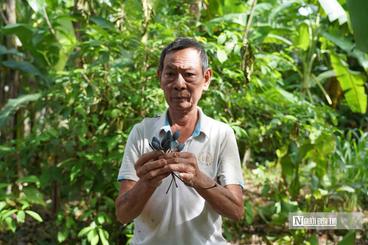 Người dân miền núi trồng quả gì đen sì sì mà thương lái săn lùng mua bằng được?- Ảnh 1.