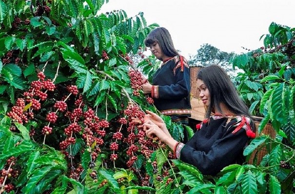 Giá nông sản 20/8: Tỏi Lý Sơn được giá, cà phê tiếp đà tăng- Ảnh 1.