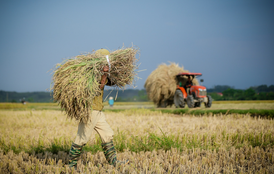 Giá nông sản 21/8: Giá chuối mật, hồ tiêu đồng loạt tăng- Ảnh 4.