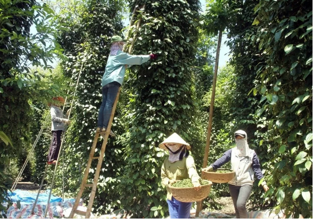 Giá nông sản 21/8: Giá chuối mật, hồ tiêu đồng loạt tăng- Ảnh 1.