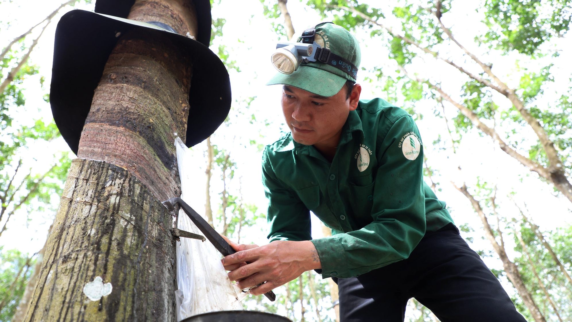 Giá nông sản 22/8: Nấm rơm được giá, cao su biến động trái chiều- Ảnh 2.