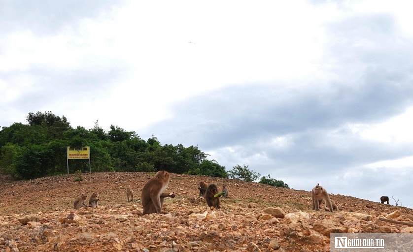 Ngắm “đảo khỉ” giữa lòng hồ của khu vườn đa dạng sinh học nhất Việt Nam- Ảnh 1.