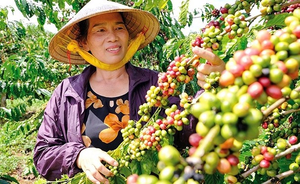 Giá nông sản 23/8: Trứng tằm lá sắn 9-13 triệu đồng/kg, lúa gạo điều chỉnh tăng- Ảnh 1.