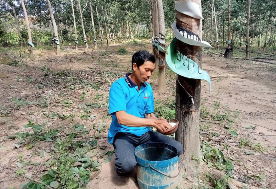 Giá nông sản 24/8: Ớt a riêu tăng cao, lúa điều chỉnh giảm nhẹ- Ảnh 3.