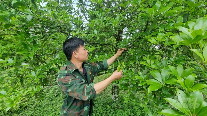 Loại cây là "báu vật trời ban" hiếm quốc gia trồng được, ở Việt Nam trồng bạt ngàn- Ảnh 1.